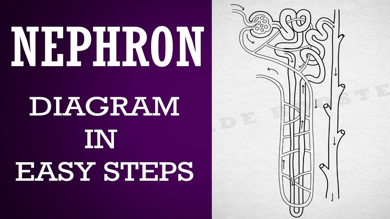 How to draw nephron in easy steps | 10th | Biology ...